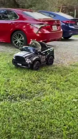 =○^○= #raccoon #raccoons #trashpanda #raccoonsoftiktok #car #cartiktok #aesthetic #therapy #japan #japanese #japaneseculture #cute #sunday #fypシ 