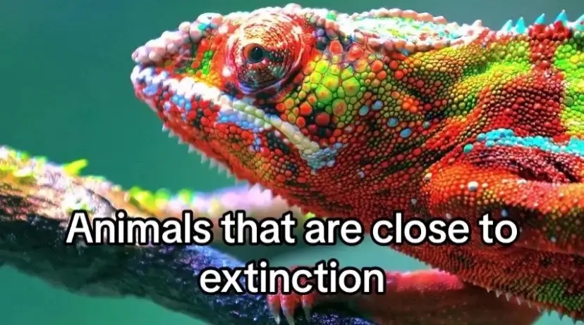 I hope these animals don’t dissappear anytime soon #fур #foryou #animals #endangered #endageredspecies #extinct #interesting 