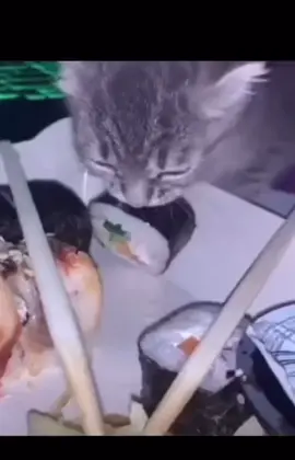 #funny #fy #foryou #fail #hilarious #animals #pets #pet #cat #sushi 