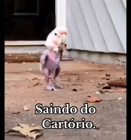 Saindo do  Cartório.😂 #naosouestressadanao #explorepage #tiktokbrasil #eumeamo #tiktokd #deusnocontrole #sejasemprefelizh #hastags #tiktokpakistanv #memevídeo #zueira #tiktokpakistanl #felizdavida #sejasemprefeliz #statuswhatsapp #daumavoltanarua #trendingvideo #status #foryo #Love #lovet #atitude #tiktok #deusnocontrole #sejasemprefeliz #hastags #tiktokbrasil #tiktokpakistan🇵🇰 #tiktokpakistan #Love #trending #like #foryo #lake #view #newpepsihitmelike #jontys #pakistan #tiktokpakistan #viralfashion #fashion #explorepage #trendingvideo #vidacontinua #eumeamo #deussempre #mulhercomatitud #status #statuswhatsapp#jeitoderesolverproblema #meujeito#divorcio 