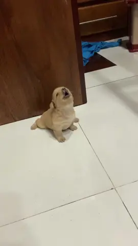 Thương cái cách cô ấy hú suốt đêm vì nhớ mẹ 👼🏻