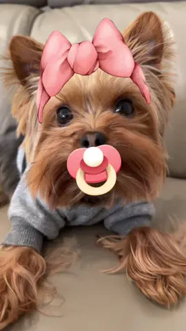 Forever my little baby! 🐶🎀 #dogfilter #dogfiltergoals #petfilter #yorkies #yorkielover #yorkshireterrier #yorkielife #yorkielovers #yorkshireterriers #cutedog #cutedogsoftiktok #babydog #babydogs #cutedogs 