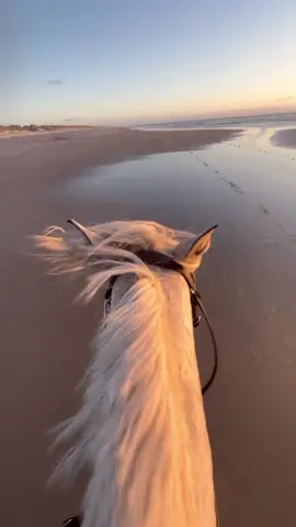 This Sound >>🌅🧡🫶🏻 #beachride #terapi #magicmoments #horsebeachride #beachsound #connieboy #equestrian #equestrianlife #equestrianlifestlye #eq #dreams #viral #memories #2023 #goals #feipony #148pony #horses #horseriding #riding #rider #showjumping #shows #showjumpinghorse #training #dressage #dressageriding #rider #forever #pferd #fly