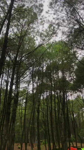 2 hari tanpa suara bising motor dan polusi udara kotor 🙂 #campinglife #hutanpinus #gunungsalakbogor #gunungindonesia #tendabigadventure #tambora2 #camping 