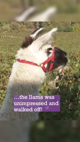Llama Shuns King Charles! 🦙#royalfamily #king #queen Bhudda the Llama at  Vineyard in France Refuses to Meet King and Queen!
