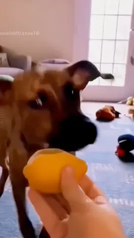 Funny animals #pet #cat #dog #animals #foryou #fyp 