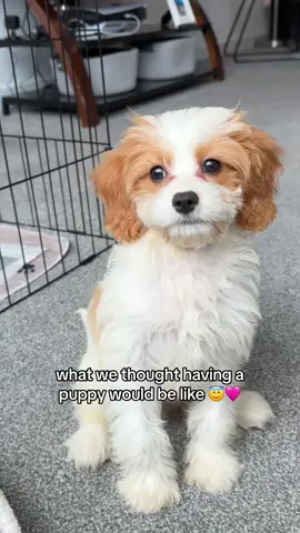 but we love her so much 🥰 #cavapoo #cavapoopuppy #cavapoosoftiktok #puppy #puppylove #puppytiktok 
