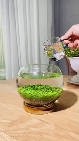 Do you want one?#foryou #foryoupage #fishtanks #fishtoks 