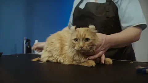 #cat #catsoftiktok #cats #natural #nature #like #life #doubleexposure  #dog #dogsoftiktok @littlepanda6487 @KylaCT @honey funny 