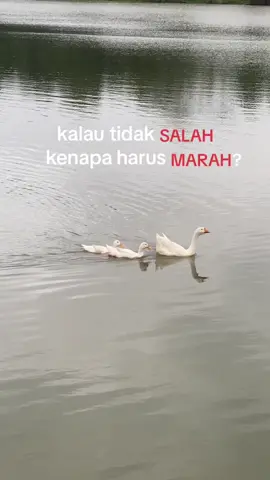 #fyp 