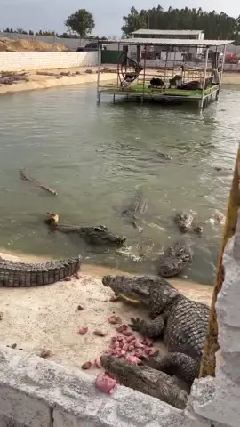 Working every day ! You need this job , Feeding to crocodile at farm#crocodile #fyp #crocodiles  #short EP26