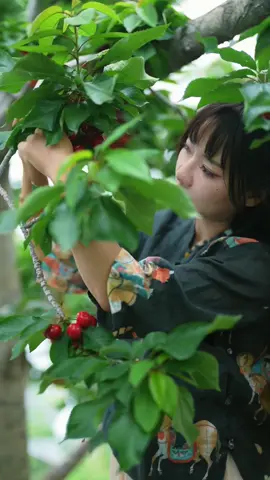 Panen buah-buahan segar dari pohonnya, kali ini metiknya lumayan banyak, upload video ga pake sound viral bisa Fyp ga ya #fruit #fruits #panenbuah 