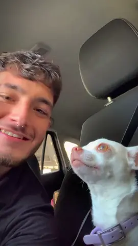 Niki Niki #pet #dog #chihuahua #asrm #foryou 