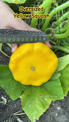 Fruit Cutting Giant Squash#shorts #satisfying #fruitcutting #oddlysatisfying #food #enjoy #fyp #foryou #viral