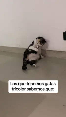 Confirmemos!!! 😂😂 #gatastricolor #gatascalico #gatascalicó #calicocat #gatos 