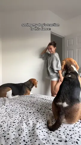 You can’t see but kiki was wagging her tail like crazy 😭😂 #dog #dogsoftiktok #beaglesoftiktok #beagle #dogtok 