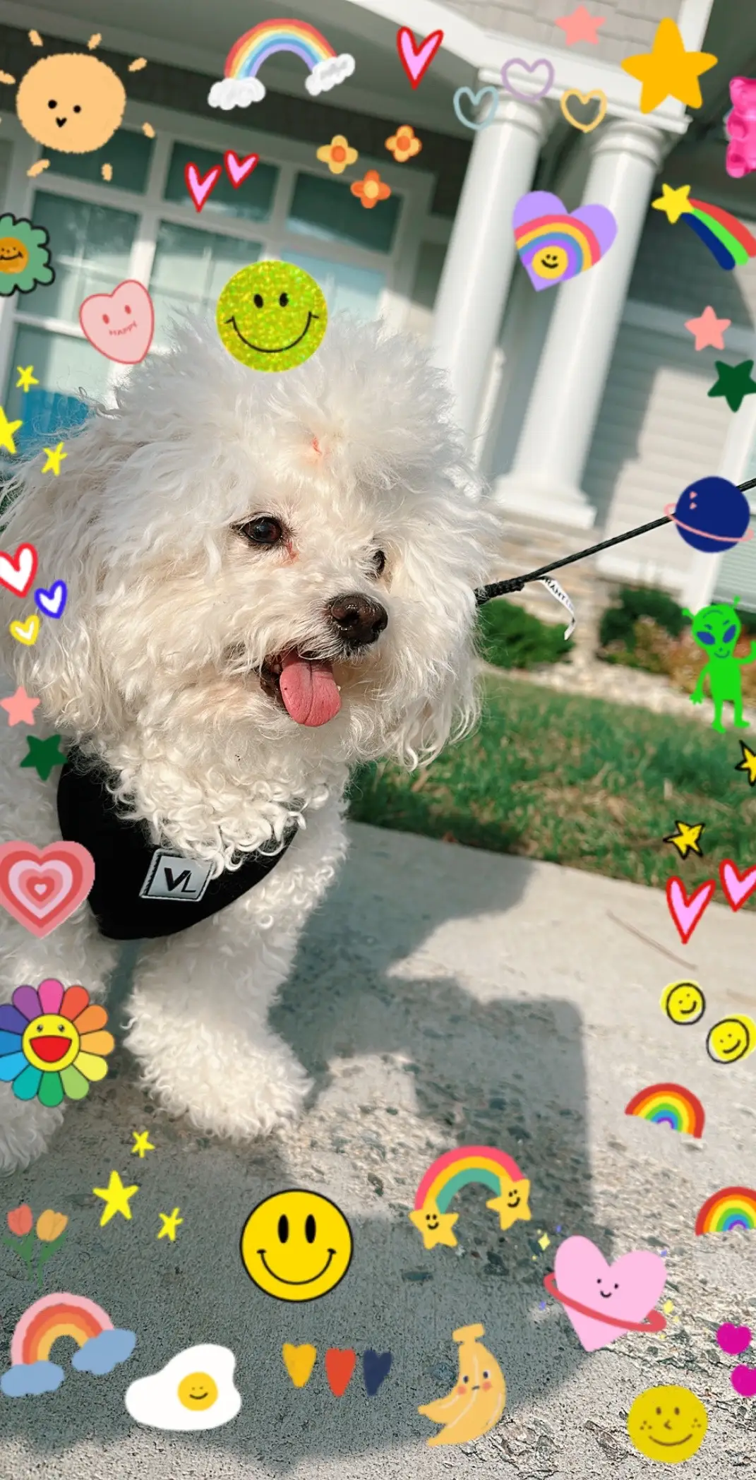 ✨Parte 1| chloe de mi corazón🫀 No podia dejar de hacer este trend con mi gordita🐾 #momlife #momdog #momdoglife🥰🐕 #fy #fypシ #foryou #foryoupage 