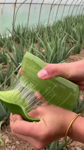 Type “I thought this was” and let autocorrect finish it 😅😳 #aloevera #satisfying #satisfyingvideo #oddlysatisfying #asmr #asmrsounds 