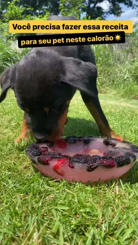 Você precisa fazer essa receita pro seu Pet!! Congelando frutas dessa forma, você pode entreter e refrescar o seu cão nesse calorão!!  Qual fruta o seu cão gosta ? Deixe nos comentários👇🏽👇🏽 #pet #pets #PetsOfTikTok #petlover #dog #dog #good #rj #sg #cao #cat #cats #catsoftiktok 
