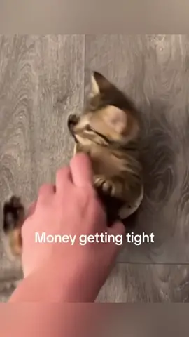 Funny 🤣#cat #cutecat #catlover #catsoftiktok #fyp #fypシ #foryou #funny #foryoupage #funnyvideos #funnycats #kitty 