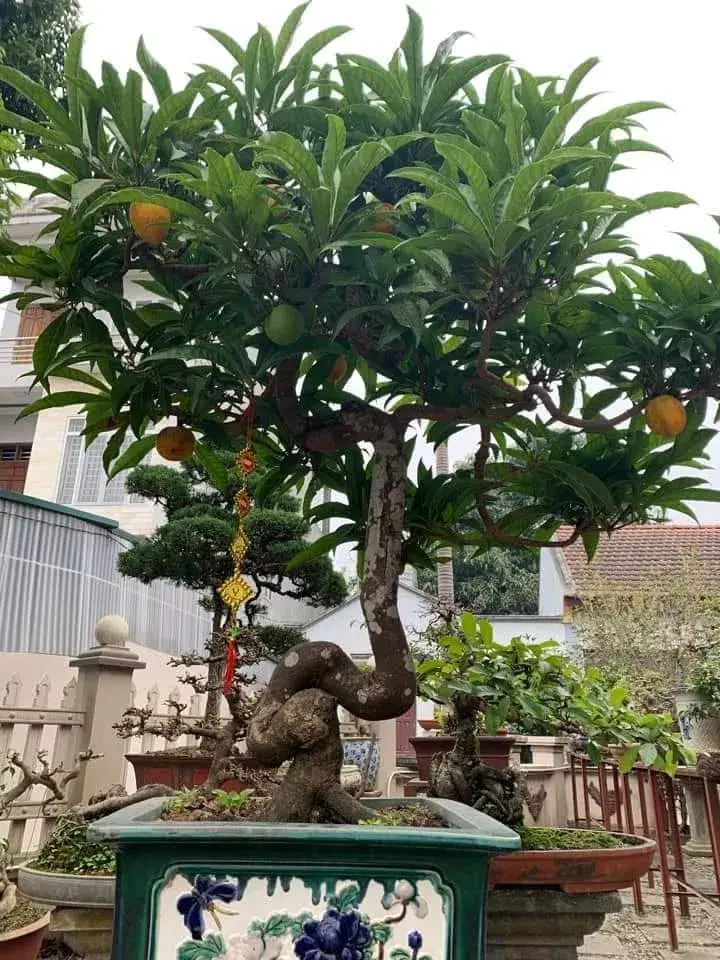 chia sẻ trứng gà bon sai vườn nhà 