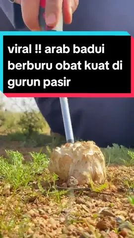 VIRAL !! CARA ARAB BADUI BERBURU OBAT KUAT DI GURUN PASIR #fyp #umrah2023 #haji2023 #makkah🕋 