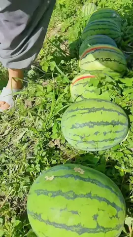 OMG😱challenge?🍉😋#usa #fruit #asmr 