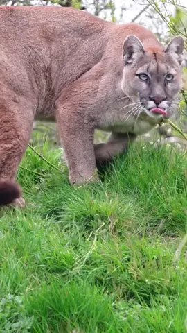 Onça Parda #wildanimals