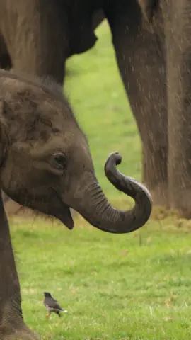 Standing about three feet tall at birth, these adorable baby elephants will grow up to be some of the largest land animals on the planet! #SecretsOfTheElephants #AnimalsOfTikTok #Disney100