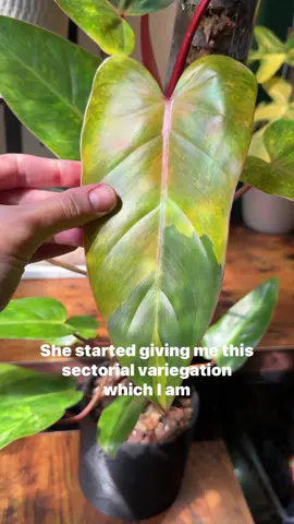 I can’t wait to see what she looks like a year from now! 😍 Moss pole is from @rousseau_plant_care  This is your sign to go treat that neglected plant to some love! It just might become your favorite after a little TLC.  #houseplants #plantsofinstagram #philodendronpaintedlady #variegatedplants #mosspole #plantcollection #plantcare