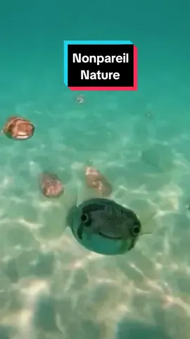 Ocean Odyssey: Journey to the Heart of Underwater Life  🌊🪸🐟🐠🐡 See more 🦁@Nature Symphony  🐢@Nature Symphony 🦅@Nature Symphony #oceanlife #underwater #coral #fish 