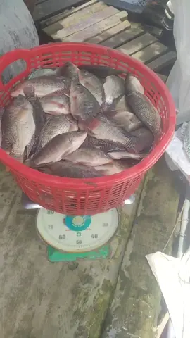 cá phi nay quá đẹp#caphi 