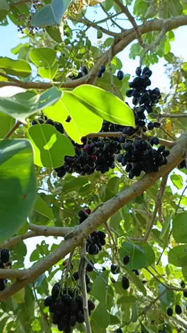 Membalas @pengunasekitar8677 