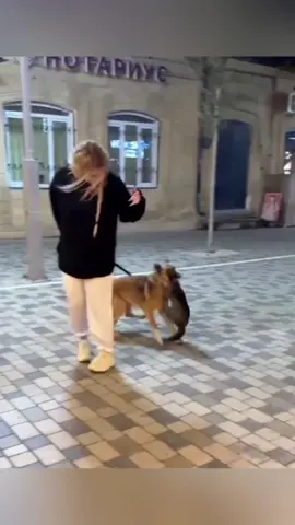 🤣🤣🥹#cat #cutecat #catlover #catsoftiktok #fyp #fypシ #foryou #funny #foryoupage #funnyvideos #funnycats #kitty 