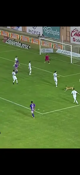 Perrito se mete a la cancha y roba las miradas y admiración de todos 🥺😄 #perritoenelcampo #perritos #futbol 