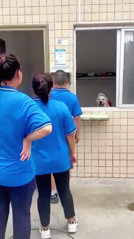 Tao kiểm tra kỹ lắm đấy nhe 😂🐶 #giaitri #haihuoc #vuinhon #dogs #fypシ #chó #pet #funny #funnydog #funnyvideo #viral #dogsoftiktok #funnyvideos #pets #fyp #dog 