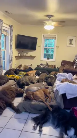 RISE AND SHINE BEAUTIES! 😍🐾🐶 #timetoseizetheday #multidoghousehold #dogpack #dogs #onthisday 