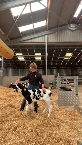 A sleep deprived voice over, enjoy 🥱💕#calvesoftiktok #agrilife #farmwork #womaninag #farming #farmvlog 
