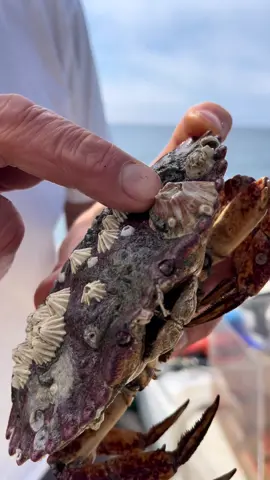 The Ultimate Barnacle Chronicles  #friendliestcatch #crab #viral #fy 