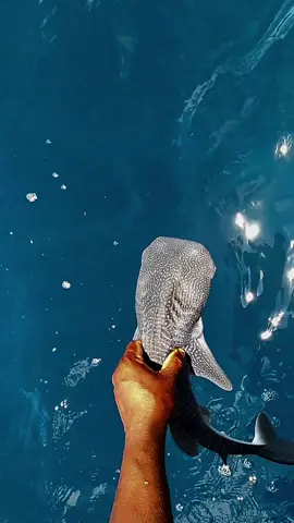 Did you ever see 𝐁𝐚𝐛𝐲 𝐖𝐡𝐚𝐥𝐞 𝐒𝐡𝐚𝐫𝐤? This one has approx 17inches and was spotted on the Nort of Ari Atol in Maldives.  Accidentally caught while fishing by locals, who released this cute buddy back to a safe place. ♡ #tiktok #underwater #ocean #oceanlife #babywhale #maldives  #newborn #video #viraltiktok #indianocean #life #whaleshark #babyshark 