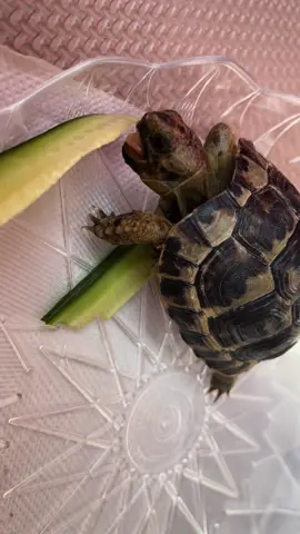 :)  It is truly fascinating and mind-boggling to witness the act of feeding such a small creature like a turtle. This has become my daily break therapy and meditation, as I enjoy feeding the turtle from my hand and ensuring it receives the nourishment it needs. #ramijabali #ramijabalisalon 