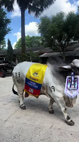 Imponente , prodigioso y destello 🔥🏆🇨🇴 Siempre con la bendición De Dios 🙏🏾🙏🏾 🏅Ganadería Dinamarca Genetica de Calidad. #quedateencasa #ganaderia #asocebu #vacas #brahman #brahmanrojo #brahmangris #amorporelcampo #naturaleza #campo #villavicencio #asocebucol #asocebuvenezuela #brahmanred #brahmancolombiano #bovinos #ganaderia #ganadodecarne #ganaderiadinamarca #colombianbrahman #brahmanenelmundo #agrofuturo #agropecuarias #ranchosganaderosdemexico #ranchosganaderos #brahmanblanco #ganaderosdecorazon #brahmancattle #brahmanreydeltropico #stayathome.