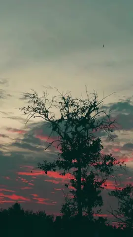 Nee enakku uyiramma ❤️✨ #bharathikkukannamma #priyamudan #spbalasubramaniam #thenisaithendraldeva #80sbaby #90skids #tamilsong #tamilsongsstatus #tamilsonglyrics #tamilwhatsappstatus #sunset 