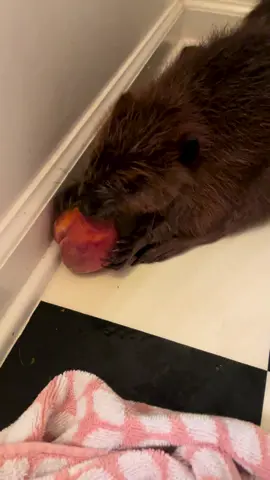 Baby beaver eating a peach! #beaver #wildlife #babyanimals #peach #asmr #fyp 