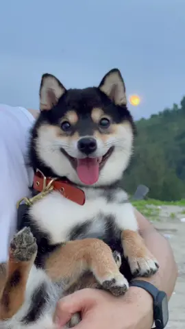 海上生明月，天涯共此时。 Happy Mid-Autumn Festival! #littlemanyu #dogsofttiktok #cute #shiba #shibainu 