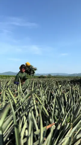 #agro #agroboy #agronomy #agronomia #agriculture #piñas #piñasjl #piña #cultura #campo #jalisco #mx #mexico