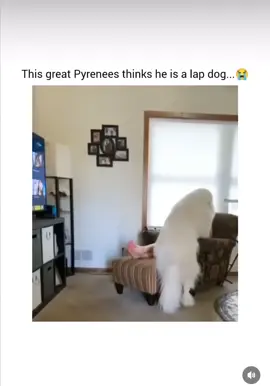 Don’t mind me • 📷: percybgilroy (reddit) • #lapdog #lapdogs #excuseme #fyp #dontmindme #dogsrule