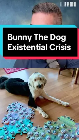Are animals more aware and intelligent than we thought? Can they learn to communicate? What would happen if they did?  #bunnythedog #bunnythetalkingdog #existentialcrisis  #gainingconsciousness #mystery 