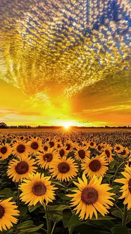 #sunflowers #nicescenery #naturescenery #naturebeauty #naturelover #longervideos #stunning #niceview #relaxing #livewallpaper #videobackground #trending #viraltiktok #foryoupage #foryou 
