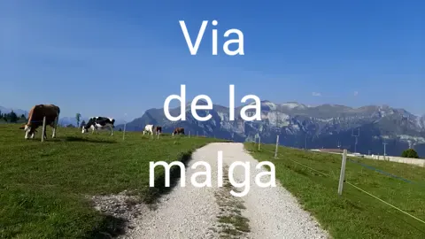 MONTE AVENA #videosilvio #monteavena #malga #malghe #malgacampet #girodellemalghe #pedavena #feltrino #bellunese #paesaggisuggestivi #alpeggio #vache #campanacci #pascolo #parapendio 